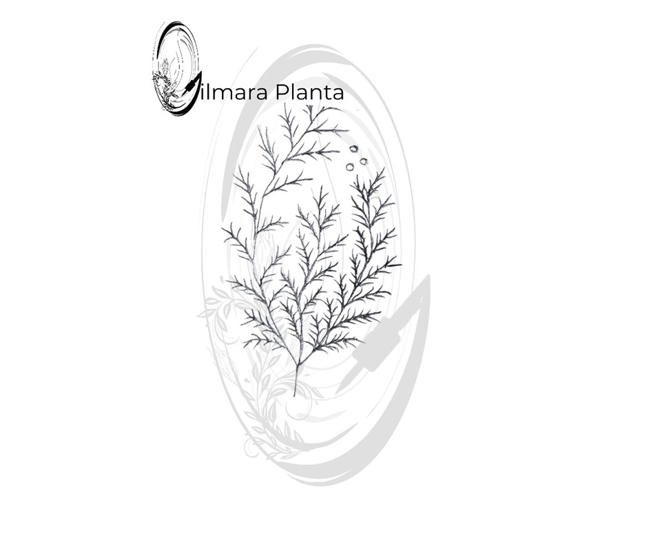 Atêlie Planta - Tatuagens Belo Horizonte) (16).JPG