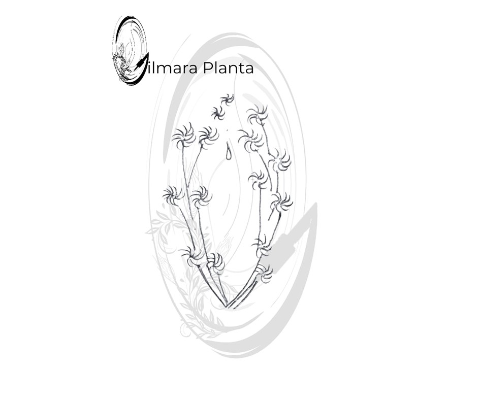 Atêlie Planta - Tatuagens Belo Horizonte) (17).JPG